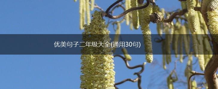 优美句子二年级大全(通用30句),第1张