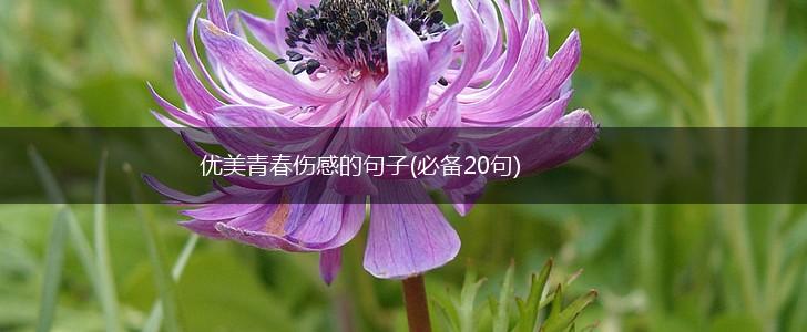 优美青春伤感的句子(必备20句),第1张