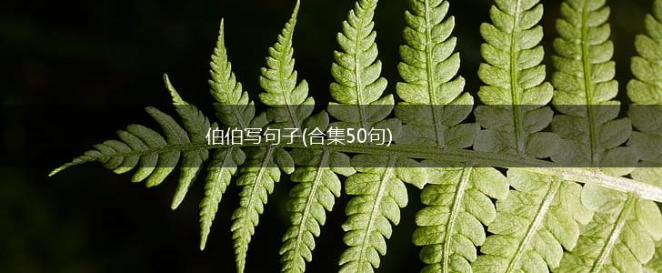 伯伯写句子(合集50句),第1张