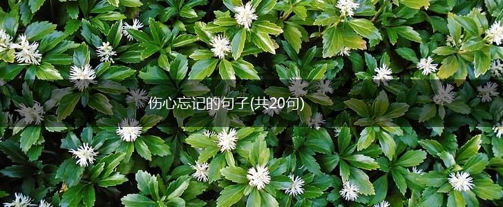 伤心忘记的句子(共20句),第1张