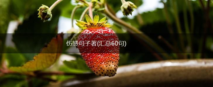 伤感句子著(汇总60句),第1张
