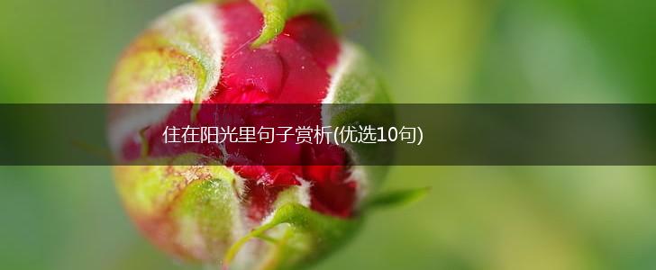 住在阳光里句子赏析(优选10句),第1张