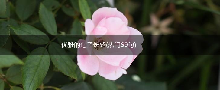 优雅的句子伤感(热门69句),第1张