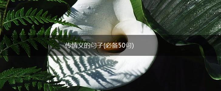 传情义的句子(必备50句),第1张