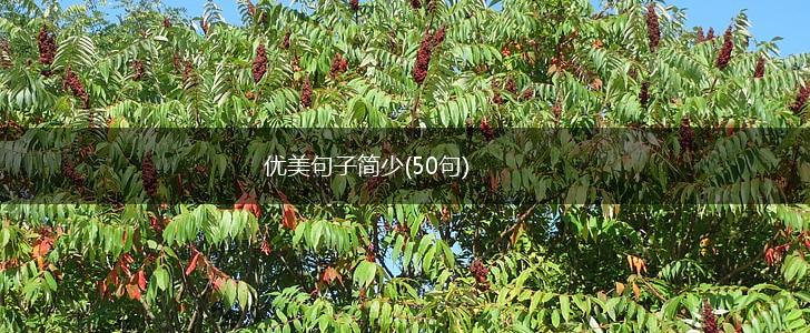 优美句子简少(50句),第1张