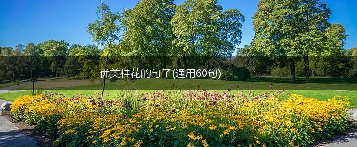 优美桂花的句子(通用60句),第1张