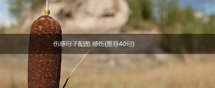 伤感句子配图 感伤(推荐40句),第1张