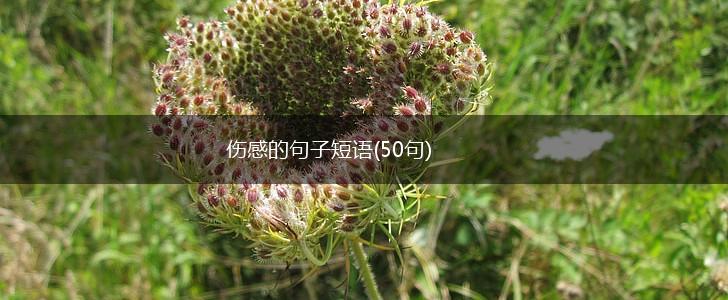 伤感的句子短语(50句),第1张