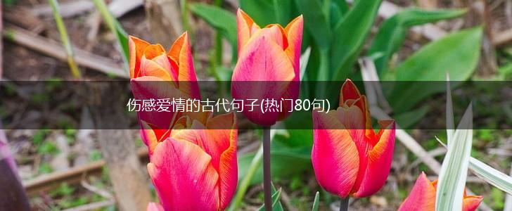 伤感爱情的古代句子(热门80句),第1张