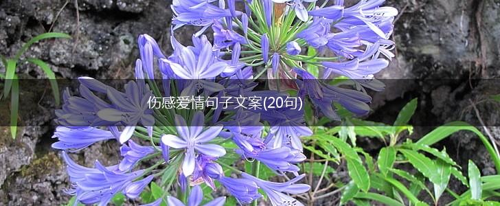伤感爱情句子文案(20句),第1张