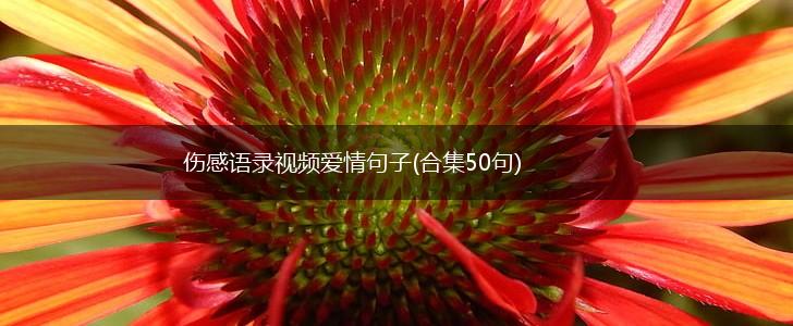 伤感语录视频爱情句子(合集50句),第1张
