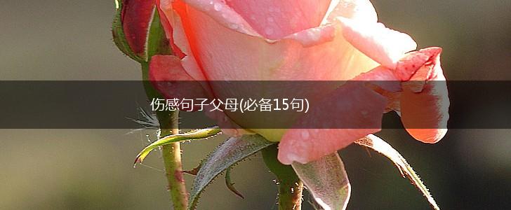 伤感句子父母(必备15句),第1张