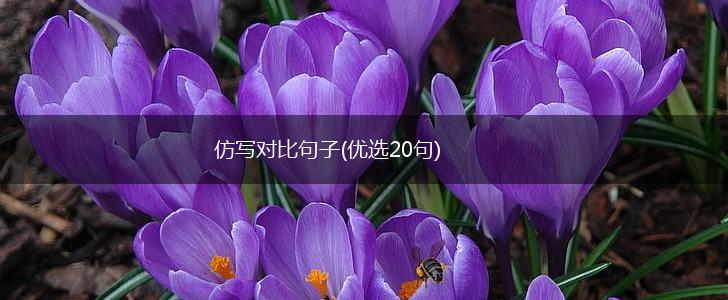 仿写对比句子(优选20句),第1张