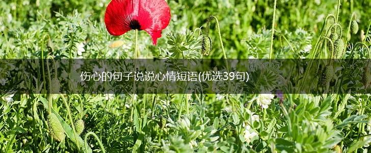 伤心的句子说说心情短语(优选39句),第1张