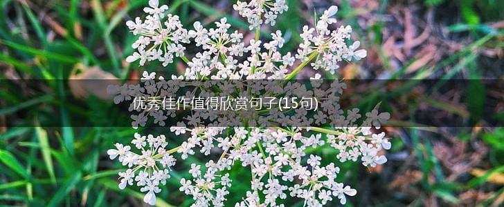 优秀佳作值得欣赏句子(15句),第1张