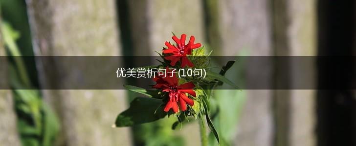 优美赏析句子(10句),第1张