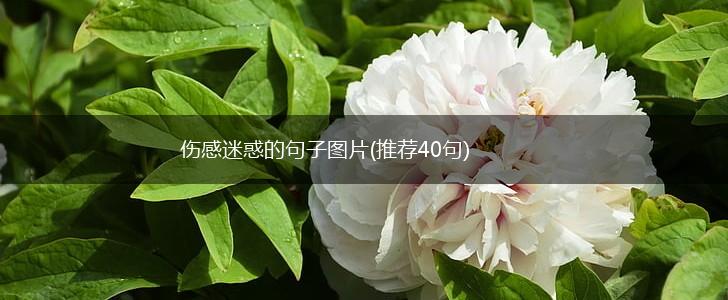 伤感迷惑的句子图片(推荐40句),第1张
