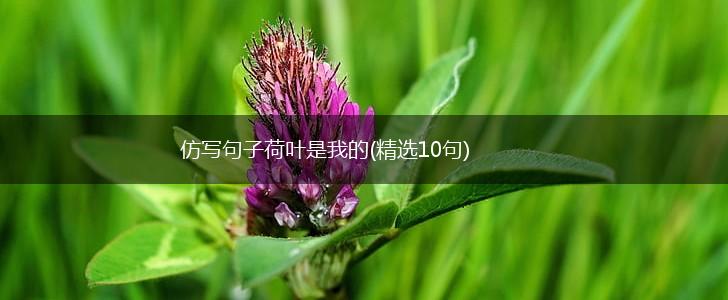 仿写句子荷叶是我的(精选10句),第1张