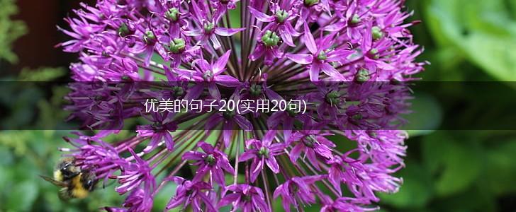 优美的句子20(实用20句),第1张