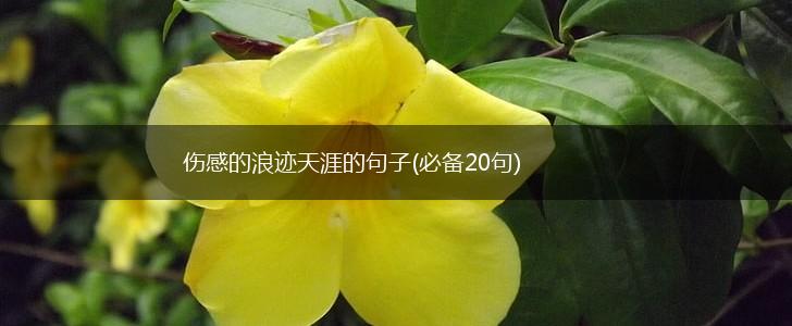 伤感的浪迹天涯的句子(必备20句),第1张