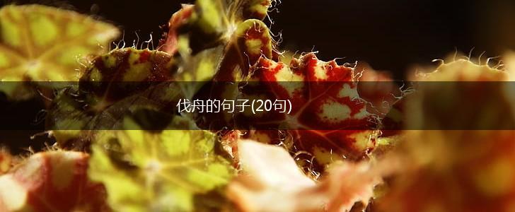 伐舟的句子(20句),第1张