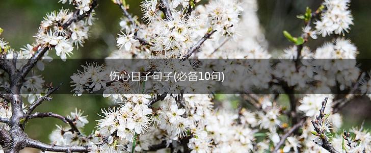 伤心日子句子(必备10句),第1张
