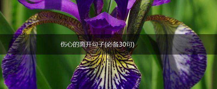 伤心的离开句子(必备30句),第1张