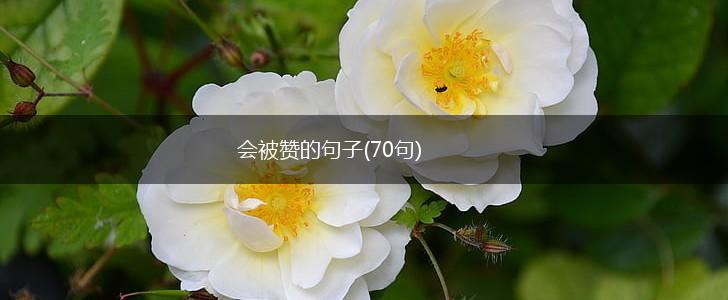 会被赞的句子(70句),第1张