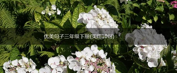 优美句子三年级下册(实用10句),第1张