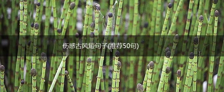 伤感古风短句子(推荐50句),第1张