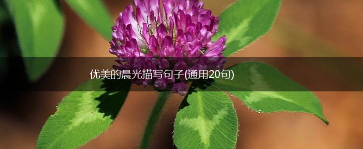 优美的晨光描写句子(通用20句),第1张