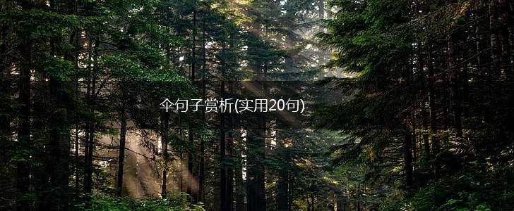 伞句子赏析(实用20句),第1张