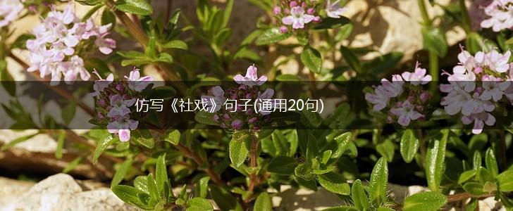 仿写《社戏》句子(通用20句),第1张