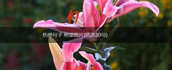 伤感句子 绝望图片(精选30句),第1张