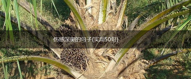 伤感深奥的句子(实用50句),第1张