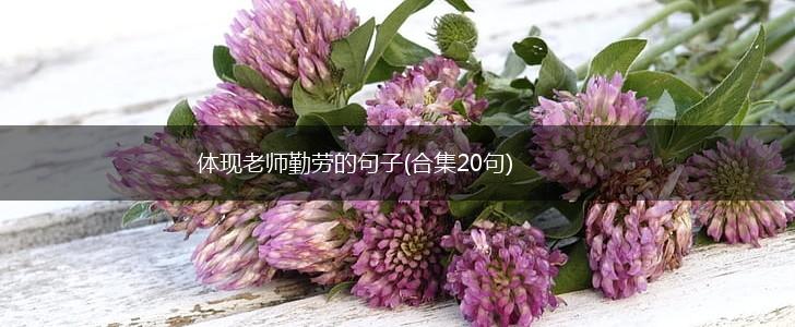 体现老师勤劳的句子(合集20句),第1张