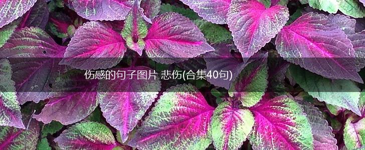 伤感的句子图片 悲伤(合集40句),第1张