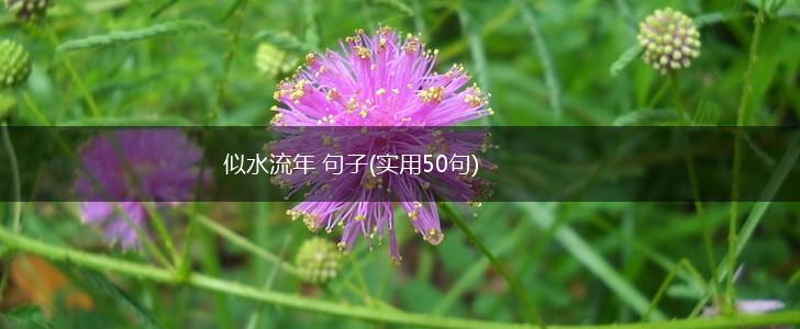 似水流年 句子(实用50句),第1张