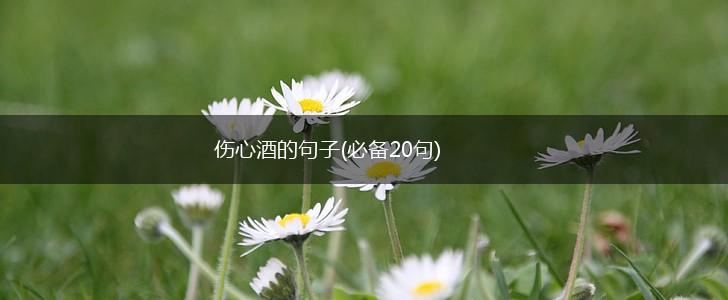 伤心酒的句子(必备20句),第1张