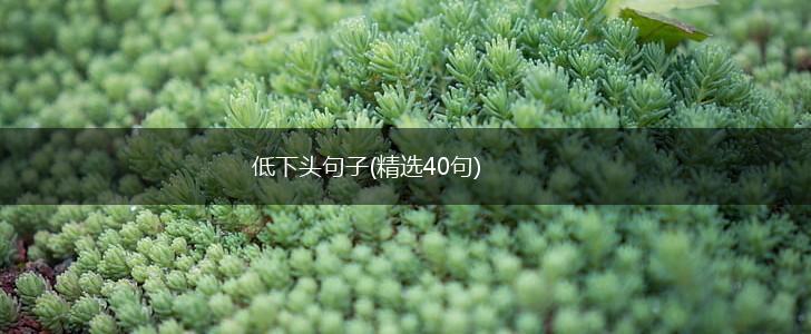 低下头句子(精选40句),第1张