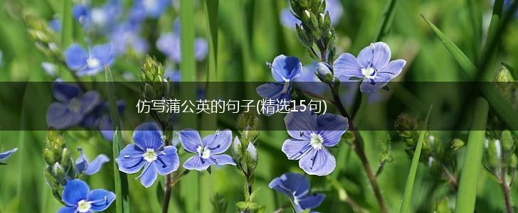 仿写蒲公英的句子(精选15句),第1张
