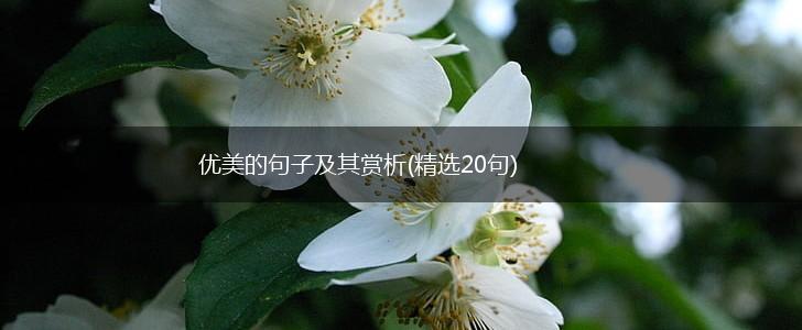优美的句子及其赏析(精选20句),第1张
