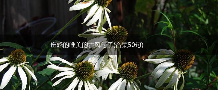 伤感的唯美的古风句子(合集50句),第1张
