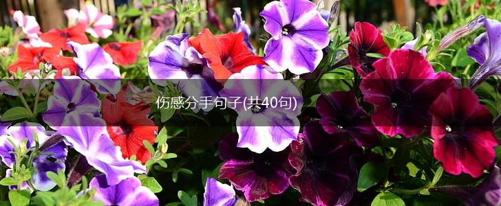 伤感分手句子(共40句),第1张