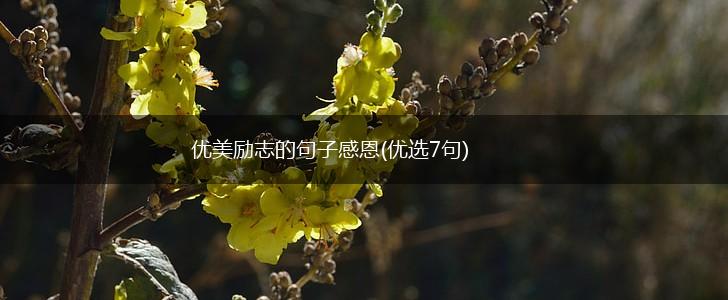 优美励志的句子感恩(优选7句),第1张