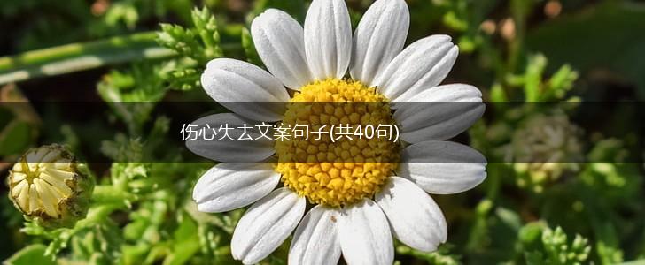 伤心失去文案句子(共40句),第1张