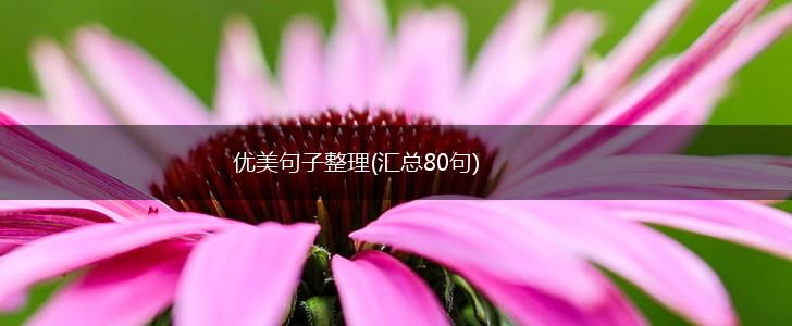 优美句子整理(汇总80句),第1张