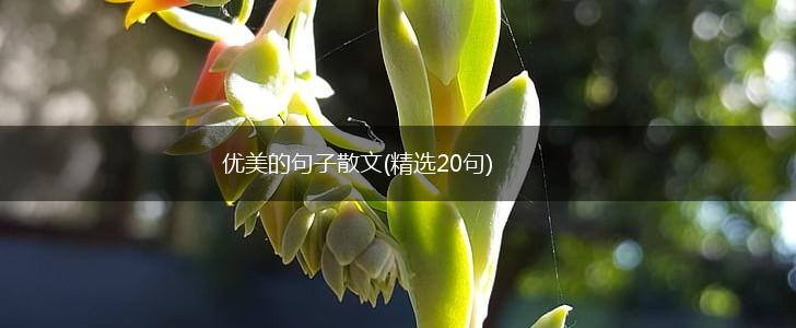 优美的句子散文(精选20句),第1张