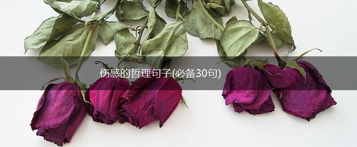 伤感的哲理句子(必备30句),第1张