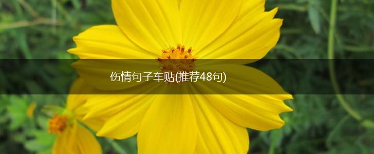 伤情句子车贴(推荐48句),第1张